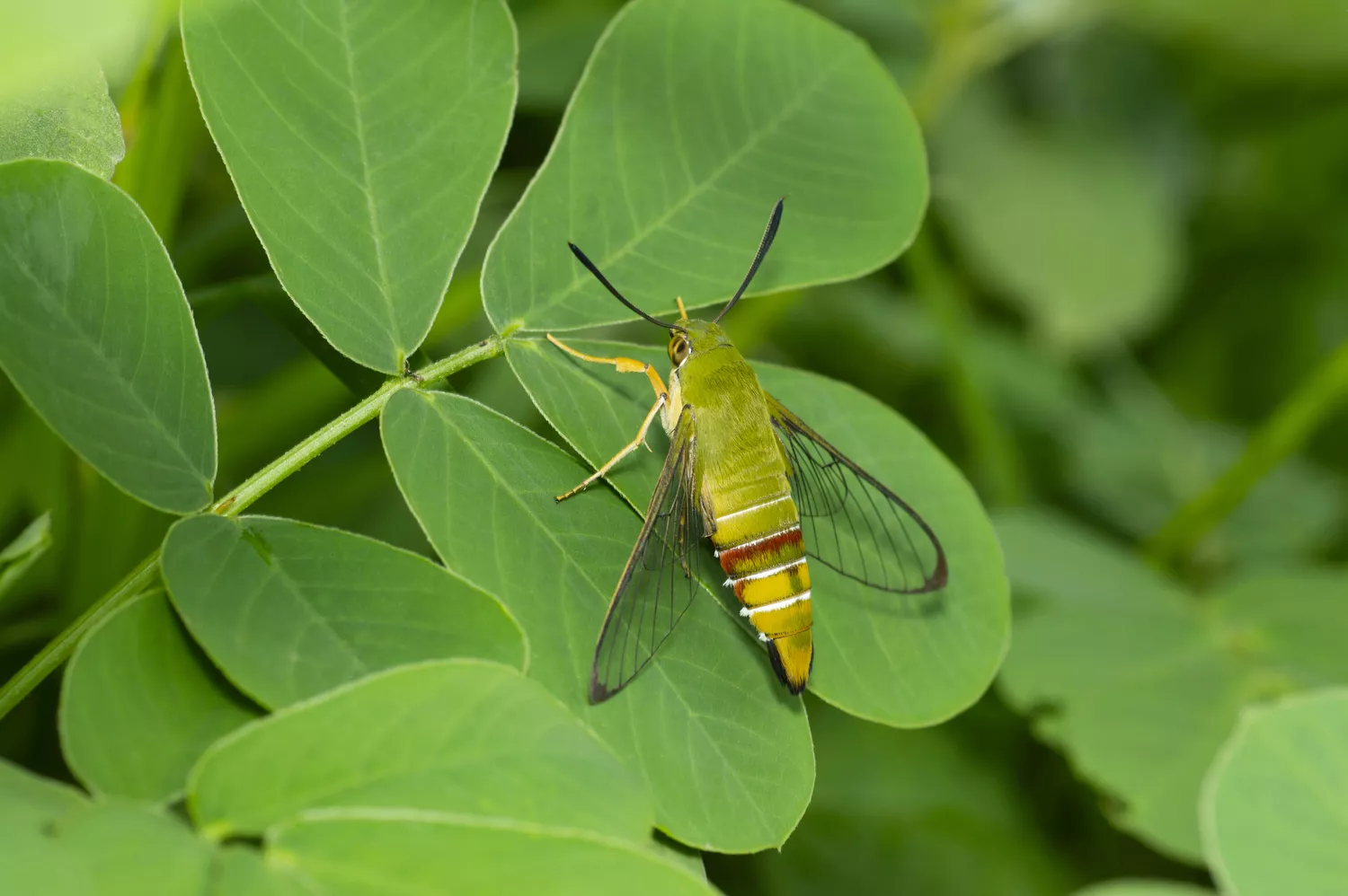 types of moths and names beginner’s guide to common moth groups, species, and identification