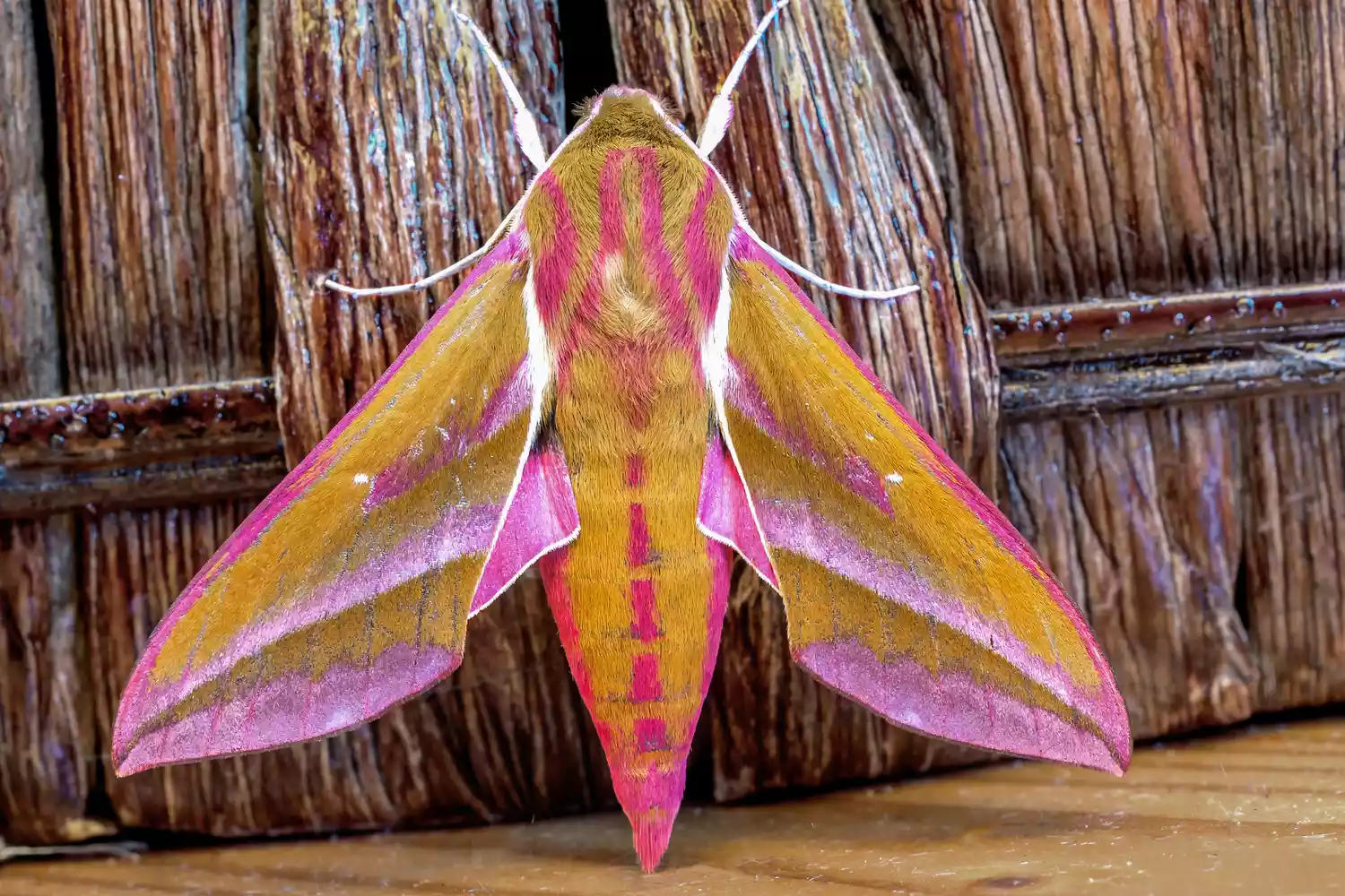 types of moths and names beginner’s guide to common moth groups, species, and identification