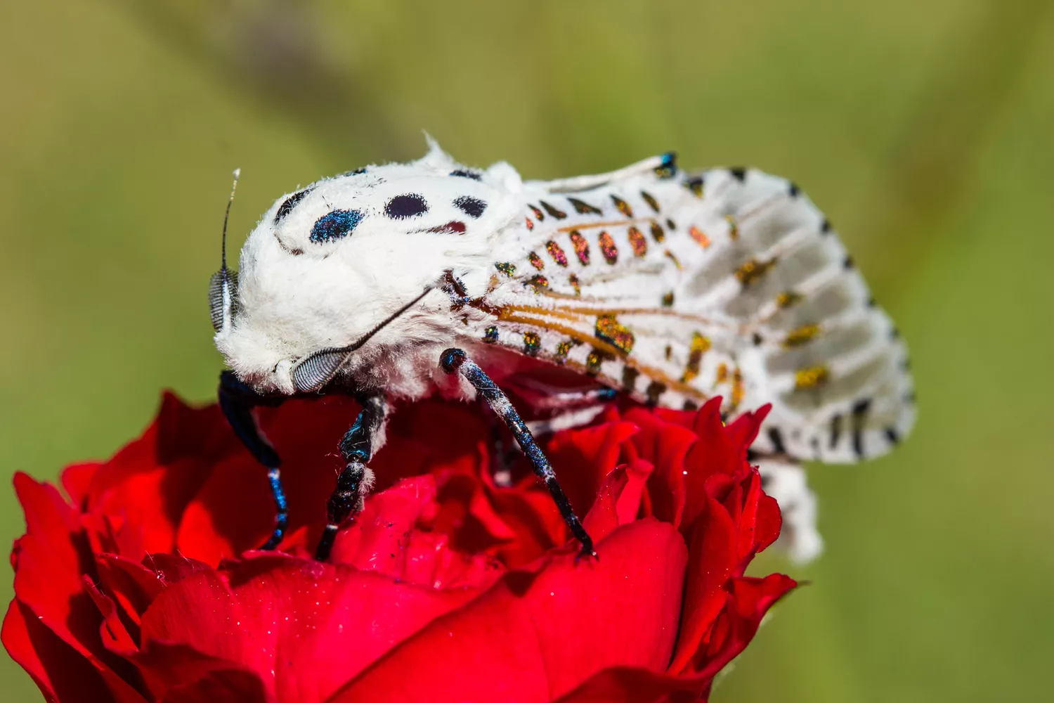 types of moths and names beginner’s guide to common moth groups, species, and identification
