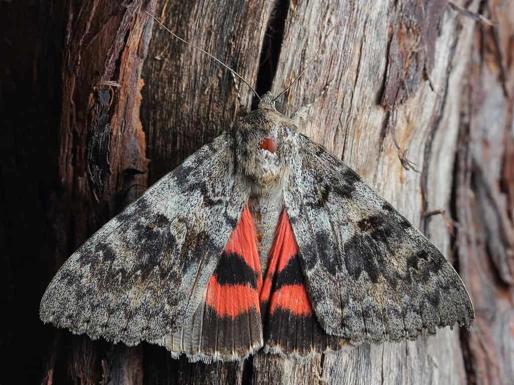 underwing moth with camouflaged forewings and bright hindwings partly visible.
