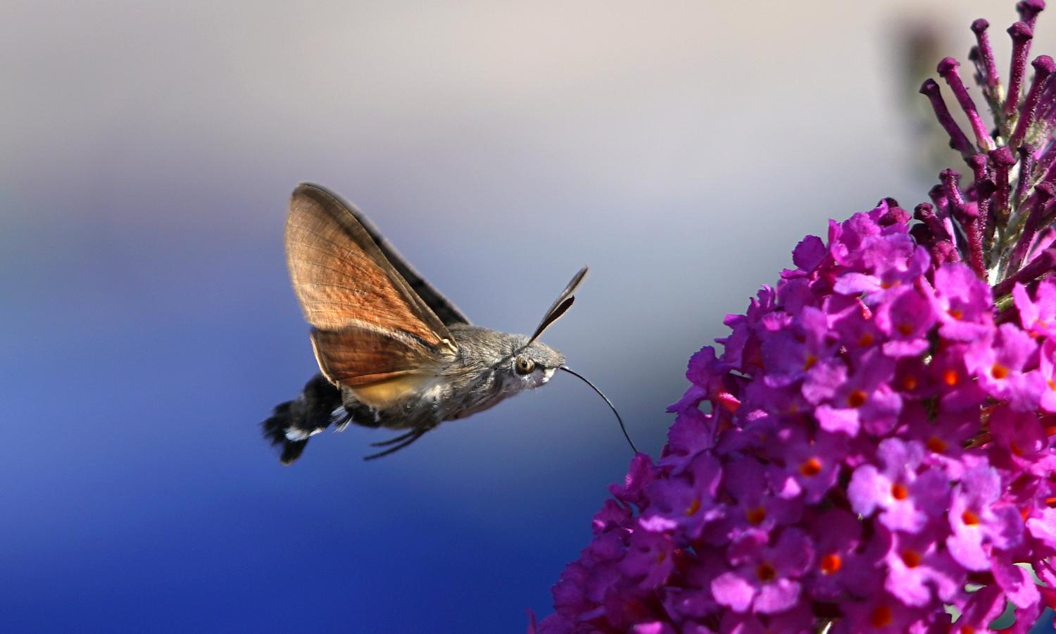 what do moths eat