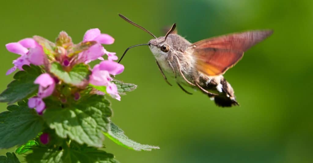 what do moths eat