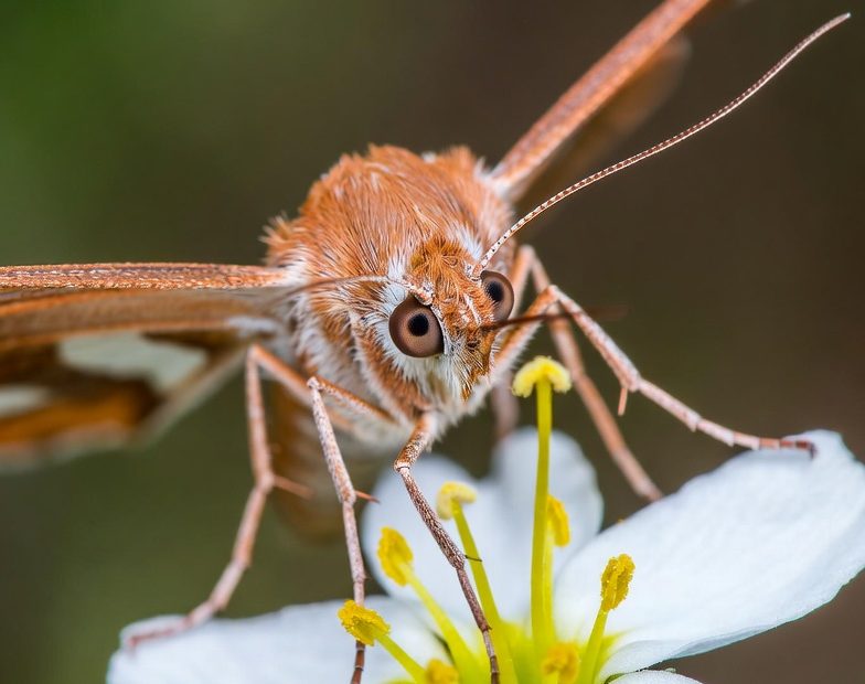 what do moths eat