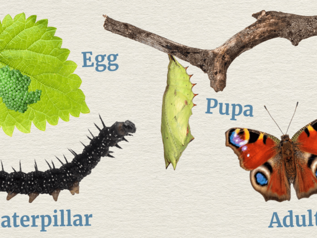 moth life cycle stages