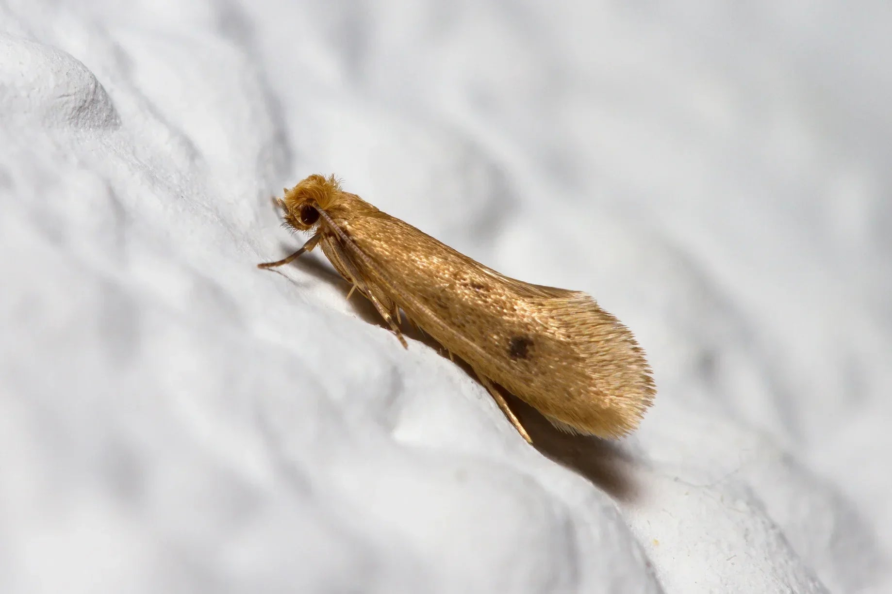 moths around the home identification, causes, prevention, and when to worry