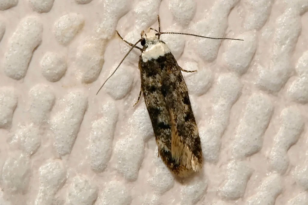 moths around the home identification, causes, prevention, and when to worry