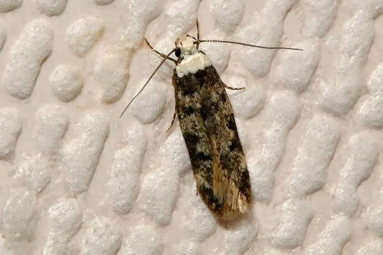 moths around the home identification, causes, prevention, and when to worry