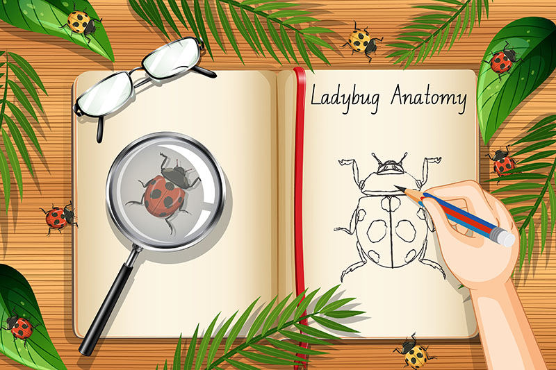 About Types of Moths educational guide with field notes, moth illustrations, magnifying glass, and beginner identification resources
