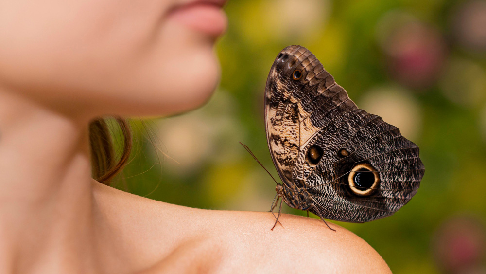 Moths in nature at night showing pollination, wildlife food sources, plants, bats, birds, and forest habitat
