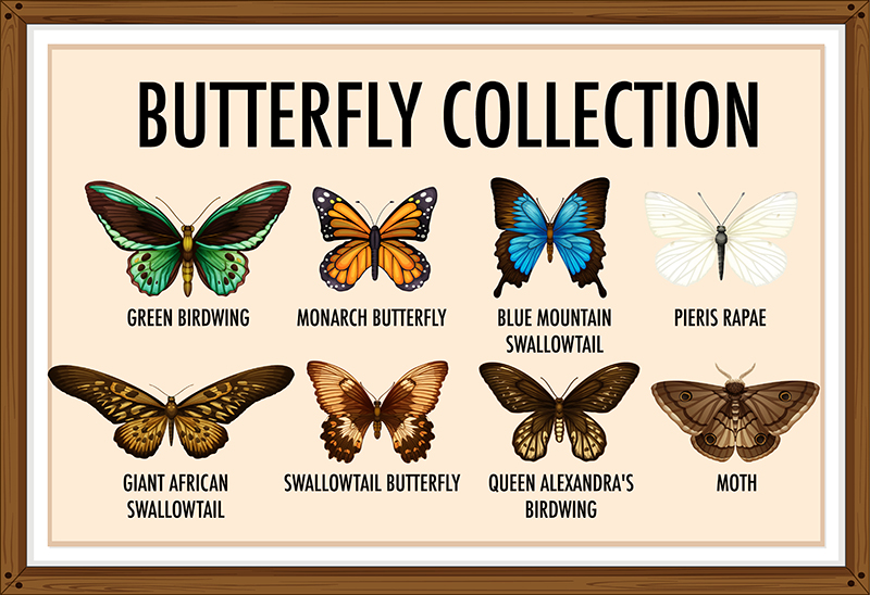 Common types of moths with different wing colors, patterns, body shapes, and resting postures