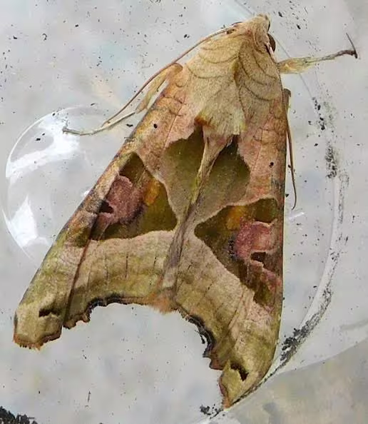 Brown moth resting with angular markings visible on its folded forewings