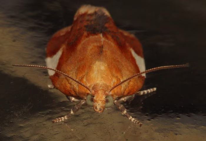 Close view of brown moth forewings with wedge-shaped markings and fine crosslines