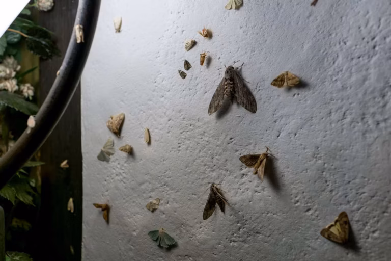 large moth on outside wall at night