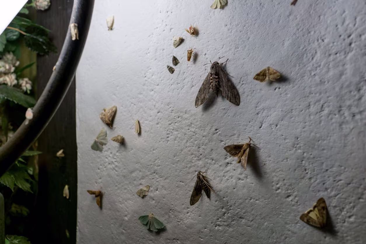Close view of a large moth showing its wings, body, and antennae
