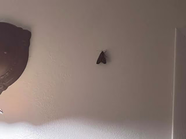 Large moth resting with its wings open on an exterior wall at night