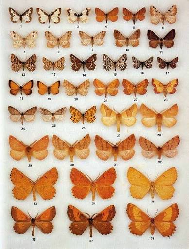 moth identification by color moth identification by color