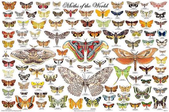 moth identification by color moth identification by color
