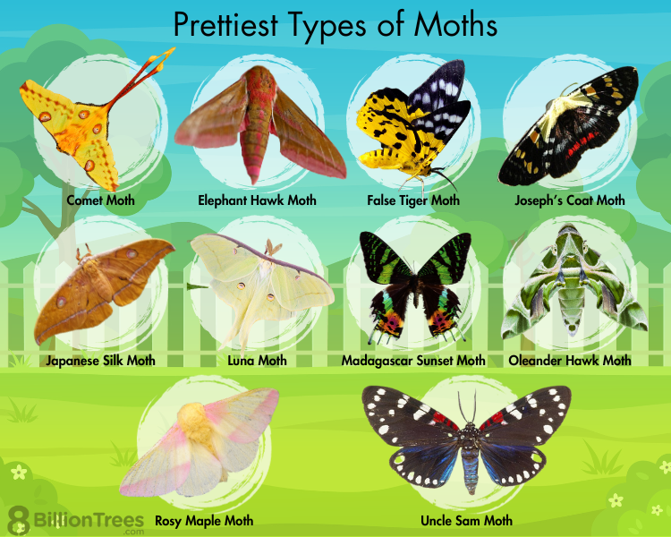 moth identification by color