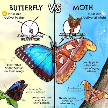 moth vs butterfly antennae comparison (3)