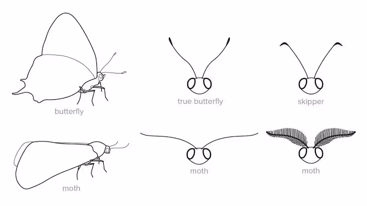 Moth with broad feathery antennae viewed from the front