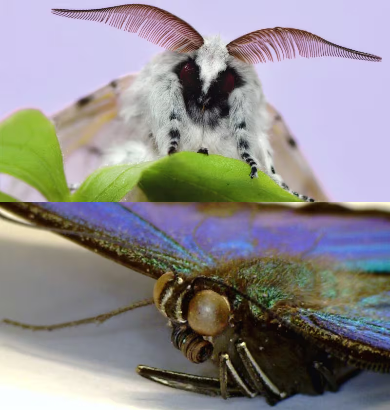 Close-up of a butterfly antenna ending in a rounded club