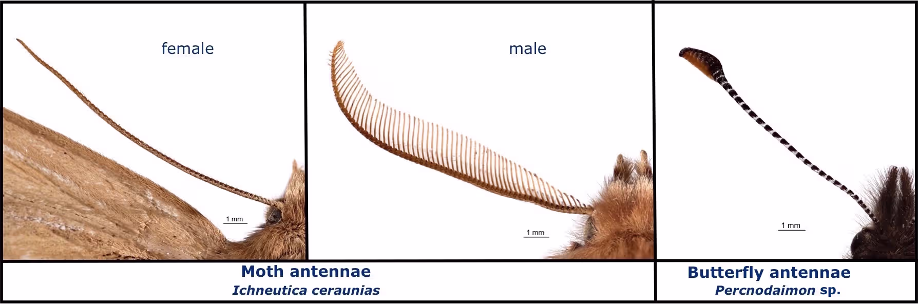 Side-by-side close-up of butterfly and moth antennae