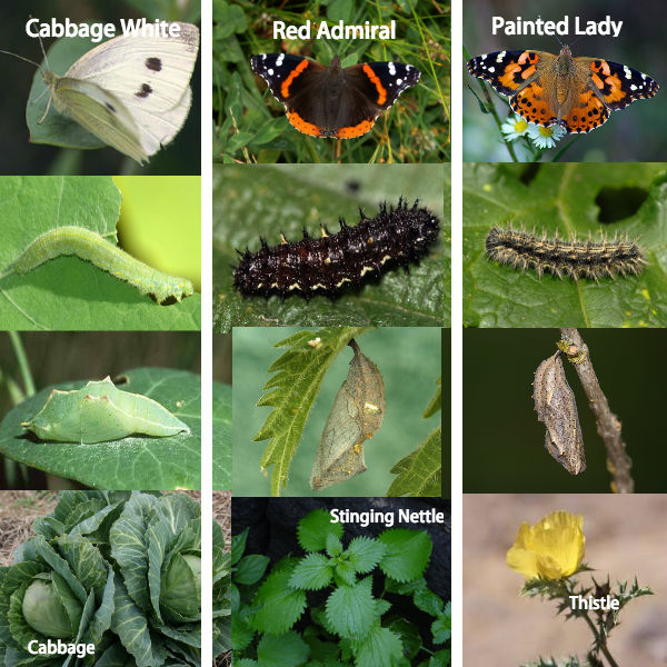 moth vs butterfly caterpillar differences