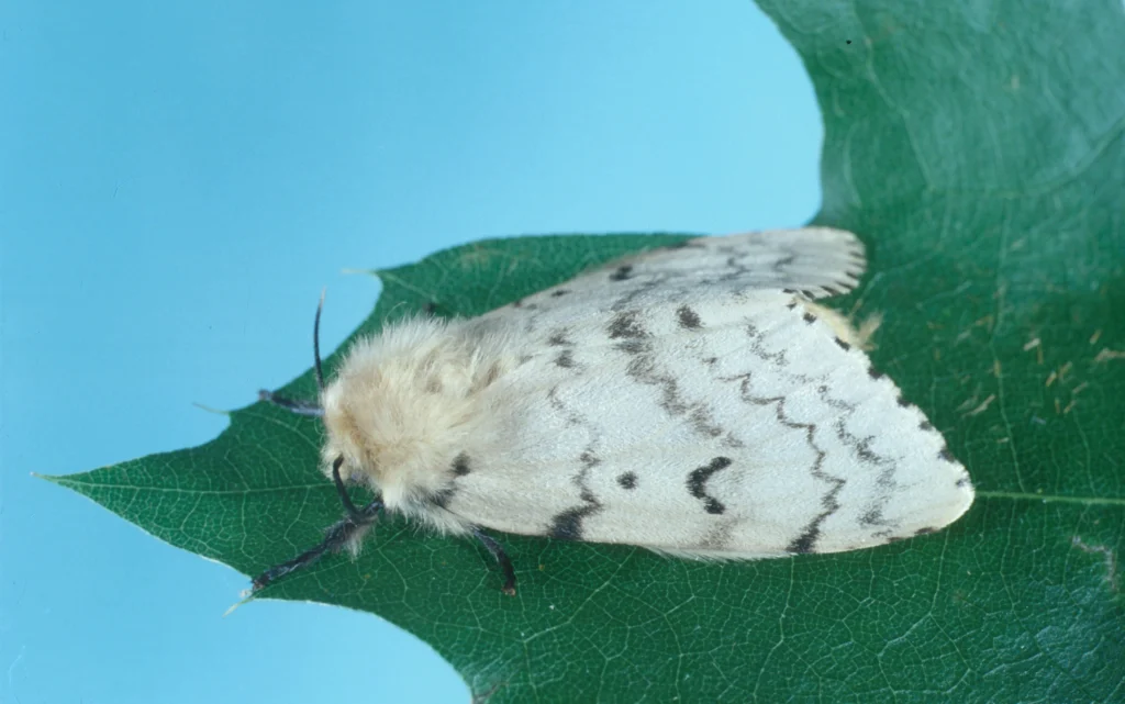 moth with wavy wing pattern identification (1)