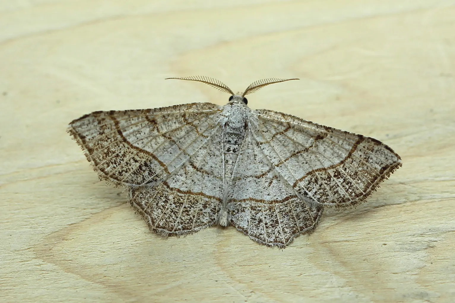 moth with wavy wing pattern identification how to narrow down the species (1) moth with wavy wing pattern identification how to narrow down the species (1)