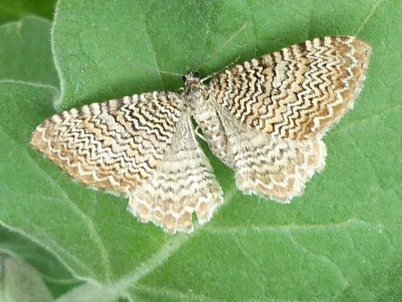 moth with wavy wing pattern identification how to narrow down the species moth with wavy wing pattern identification how to narrow down the species