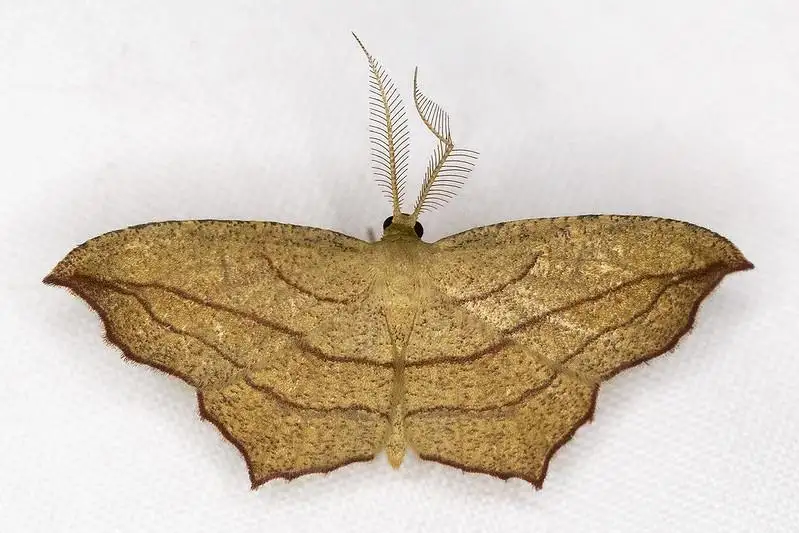moth with wavy wing pattern identification moth with wavy wing pattern identification